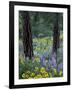 Balsam Root and Lupines Among Pacific Ponderosa Pine, Rowena, Oregon, USA-Jamie & Judy Wild-Framed Photographic Print