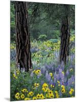 Balsam Root and Lupines Among Pacific Ponderosa Pine, Rowena, Oregon, USA-Jamie & Judy Wild-Mounted Photographic Print