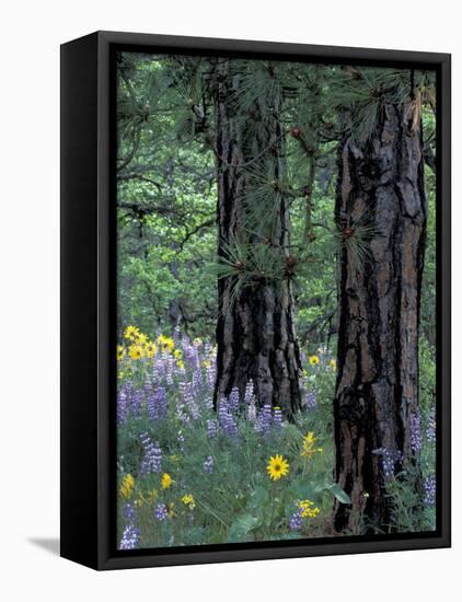 Balsam Root and Lupines Among Pacific Ponderosa Pine, Rowena, Oregon, USA-Jamie & Judy Wild-Framed Stretched Canvas