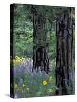 Balsam Root and Lupines Among Pacific Ponderosa Pine, Rowena, Oregon, USA-Jamie & Judy Wild-Stretched Canvas