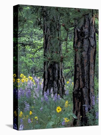 Balsam Root and Lupines Among Pacific Ponderosa Pine, Rowena, Oregon, USA-Jamie & Judy Wild-Stretched Canvas