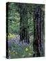 Balsam Root and Lupines Among Pacific Ponderosa Pine, Rowena, Oregon, USA-Jamie & Judy Wild-Stretched Canvas