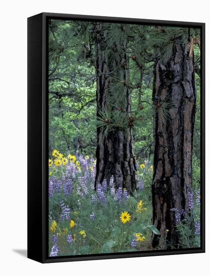 Balsam Root and Lupines Among Pacific Ponderosa Pine, Rowena, Oregon, USA-Jamie & Judy Wild-Framed Stretched Canvas