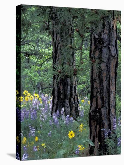 Balsam Root and Lupines Among Pacific Ponderosa Pine, Rowena, Oregon, USA-Jamie & Judy Wild-Stretched Canvas