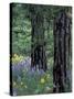 Balsam Root and Lupines Among Pacific Ponderosa Pine, Rowena, Oregon, USA-Jamie & Judy Wild-Stretched Canvas