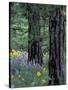 Balsam Root and Lupines Among Pacific Ponderosa Pine, Rowena, Oregon, USA-Jamie & Judy Wild-Stretched Canvas
