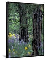 Balsam Root and Lupines Among Pacific Ponderosa Pine, Rowena, Oregon, USA-Jamie & Judy Wild-Framed Stretched Canvas