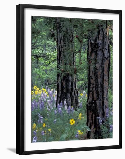 Balsam Root and Lupines Among Pacific Ponderosa Pine, Rowena, Oregon, USA-Jamie & Judy Wild-Framed Premium Photographic Print