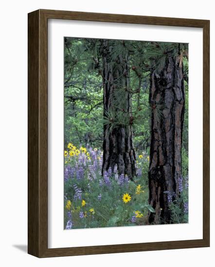 Balsam Root and Lupines Among Pacific Ponderosa Pine, Rowena, Oregon, USA-Jamie & Judy Wild-Framed Photographic Print