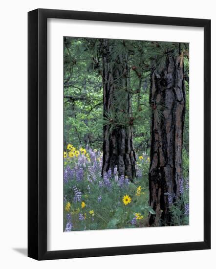 Balsam Root and Lupines Among Pacific Ponderosa Pine, Rowena, Oregon, USA-Jamie & Judy Wild-Framed Photographic Print