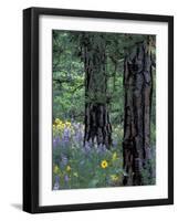 Balsam Root and Lupines Among Pacific Ponderosa Pine, Rowena, Oregon, USA-Jamie & Judy Wild-Framed Photographic Print