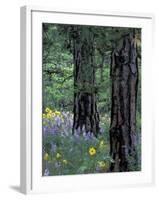 Balsam Root and Lupines Among Pacific Ponderosa Pine, Rowena, Oregon, USA-Jamie & Judy Wild-Framed Photographic Print