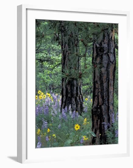 Balsam Root and Lupines Among Pacific Ponderosa Pine, Rowena, Oregon, USA-Jamie & Judy Wild-Framed Photographic Print