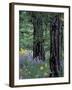 Balsam Root and Lupines Among Pacific Ponderosa Pine, Rowena, Oregon, USA-Jamie & Judy Wild-Framed Photographic Print