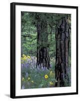 Balsam Root and Lupines Among Pacific Ponderosa Pine, Rowena, Oregon, USA-Jamie & Judy Wild-Framed Photographic Print