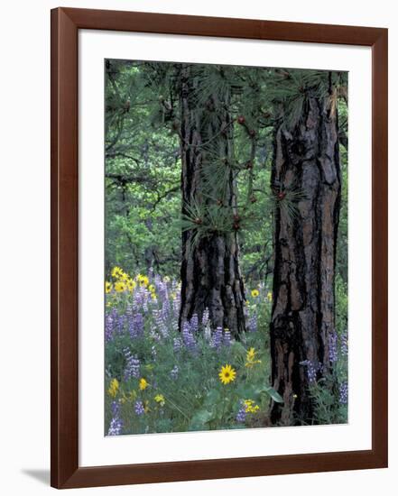 Balsam Root and Lupines Among Pacific Ponderosa Pine, Rowena, Oregon, USA-Jamie & Judy Wild-Framed Photographic Print