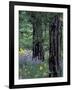 Balsam Root and Lupines Among Pacific Ponderosa Pine, Rowena, Oregon, USA-Jamie & Judy Wild-Framed Photographic Print