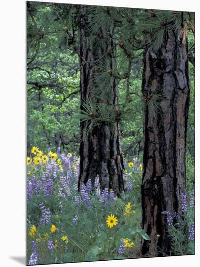 Balsam Root and Lupines Among Pacific Ponderosa Pine, Rowena, Oregon, USA-Jamie & Judy Wild-Mounted Photographic Print