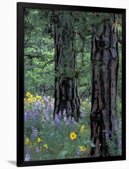 Balsam Root and Lupines Among Pacific Ponderosa Pine, Rowena, Oregon, USA-Jamie & Judy Wild-Framed Photographic Print