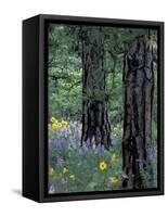 Balsam Root and Lupines Among Pacific Ponderosa Pine, Rowena, Oregon, USA-Jamie & Judy Wild-Framed Stretched Canvas