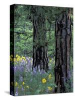 Balsam Root and Lupines Among Pacific Ponderosa Pine, Rowena, Oregon, USA-Jamie & Judy Wild-Stretched Canvas