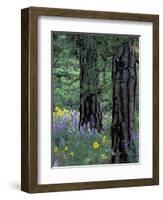 Balsam Root and Lupines Among Pacific Ponderosa Pine, Rowena, Oregon, USA-Jamie & Judy Wild-Framed Photographic Print