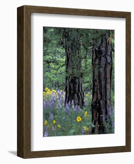 Balsam Root and Lupines Among Pacific Ponderosa Pine, Rowena, Oregon, USA-Jamie & Judy Wild-Framed Photographic Print