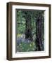 Balsam Root and Lupines Among Pacific Ponderosa Pine, Rowena, Oregon, USA-Jamie & Judy Wild-Framed Photographic Print