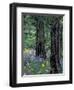 Balsam Root and Lupines Among Pacific Ponderosa Pine, Rowena, Oregon, USA-Jamie & Judy Wild-Framed Photographic Print