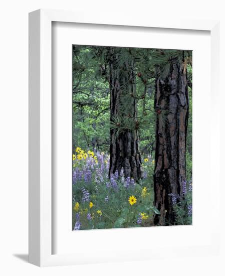 Balsam Root and Lupines Among Pacific Ponderosa Pine, Rowena, Oregon, USA-Jamie & Judy Wild-Framed Photographic Print