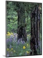 Balsam Root and Lupines Among Pacific Ponderosa Pine, Rowena, Oregon, USA-Jamie & Judy Wild-Mounted Photographic Print