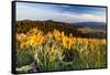 Balsam Root Flowers Above Missoula Valley, Missoula, Montana-James White-Framed Stretched Canvas