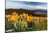 Balsam Root Flowers Above Missoula Valley, Missoula, Montana-James White-Stretched Canvas