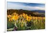 Balsam Root Flowers Above Missoula Valley, Missoula, Montana-James White-Framed Photographic Print