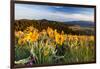 Balsam Root Flowers Above Missoula Valley, Missoula, Montana-James White-Framed Photographic Print