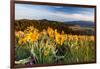 Balsam Root Flowers Above Missoula Valley, Missoula, Montana-James White-Framed Photographic Print