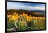 Balsam Root Flowers Above Missoula Valley, Missoula, Montana-James White-Framed Photographic Print