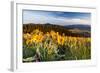 Balsam Root Flowers Above Missoula Valley, Missoula, Montana-James White-Framed Photographic Print