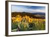 Balsam Root Flowers Above Missoula Valley, Missoula, Montana-James White-Framed Photographic Print