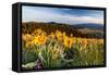 Balsam Root Flowers Above Missoula Valley, Missoula, Montana-James White-Framed Stretched Canvas