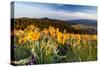 Balsam Root Flowers Above Missoula Valley, Missoula, Montana-James White-Stretched Canvas
