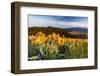 Balsam Root Flowers Above Missoula Valley, Missoula, Montana-James White-Framed Photographic Print