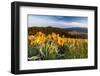 Balsam Root Flowers Above Missoula Valley, Missoula, Montana-James White-Framed Photographic Print