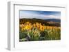 Balsam Root Flowers Above Missoula Valley, Missoula, Montana-James White-Framed Photographic Print