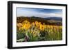 Balsam Root Flowers Above Missoula Valley, Missoula, Montana-James White-Framed Photographic Print