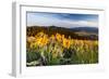 Balsam Root Flowers Above Missoula Valley, Missoula, Montana-James White-Framed Photographic Print