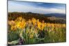 Balsam Root Flowers Above Missoula Valley, Missoula, Montana-James White-Mounted Photographic Print