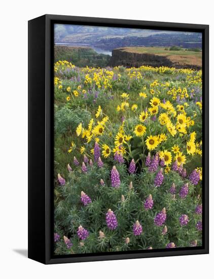 Balsam Root Meadow with Lupine, Columbia River Gorge, Oregon, USA-Jamie & Judy Wild-Framed Stretched Canvas