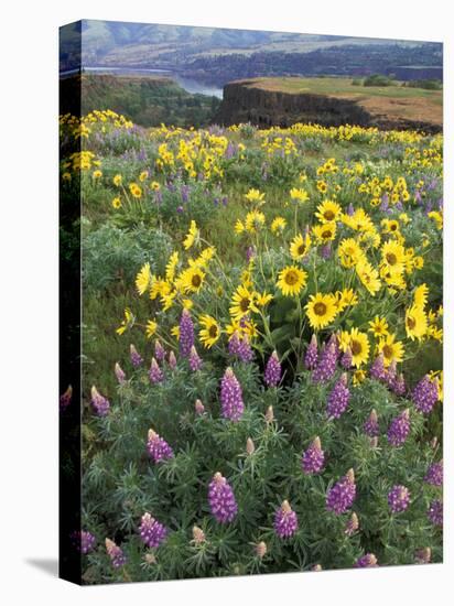 Balsam Root Meadow with Lupine, Columbia River Gorge, Oregon, USA-Jamie & Judy Wild-Stretched Canvas
