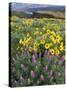 Balsam Root Meadow with Lupine, Columbia River Gorge, Oregon, USA-Jamie & Judy Wild-Stretched Canvas